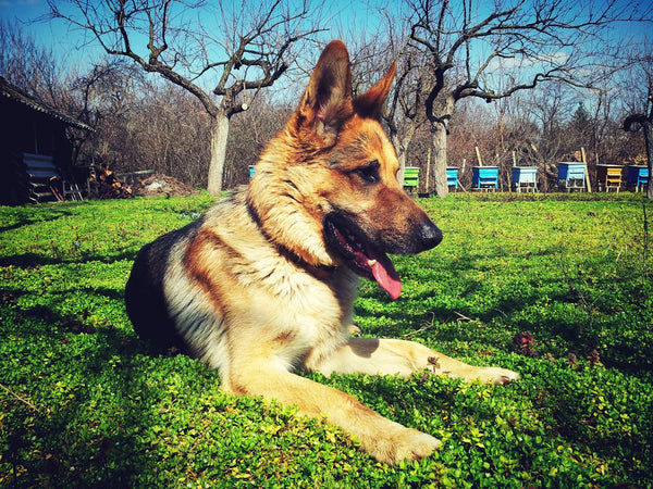 can drug dogs smell disposable vapes Can Drug Dogs Smell Vapes?