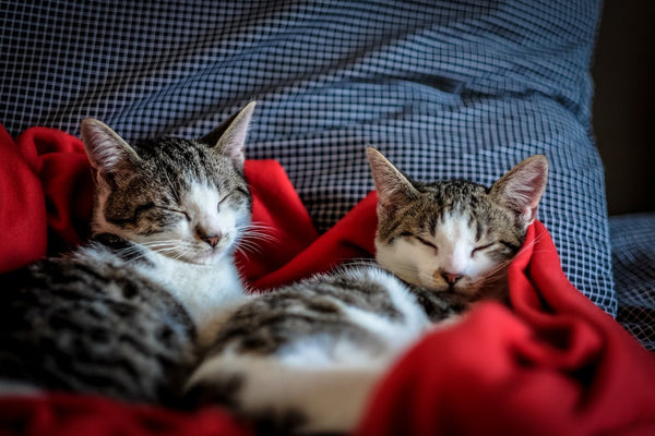 Is It Safe to Vape Around Your Pet? Is It Safe to Vape Around Your Pet?